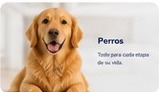 Perros